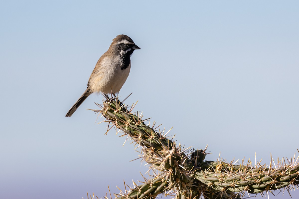 svartstrupespurv - ML647864076