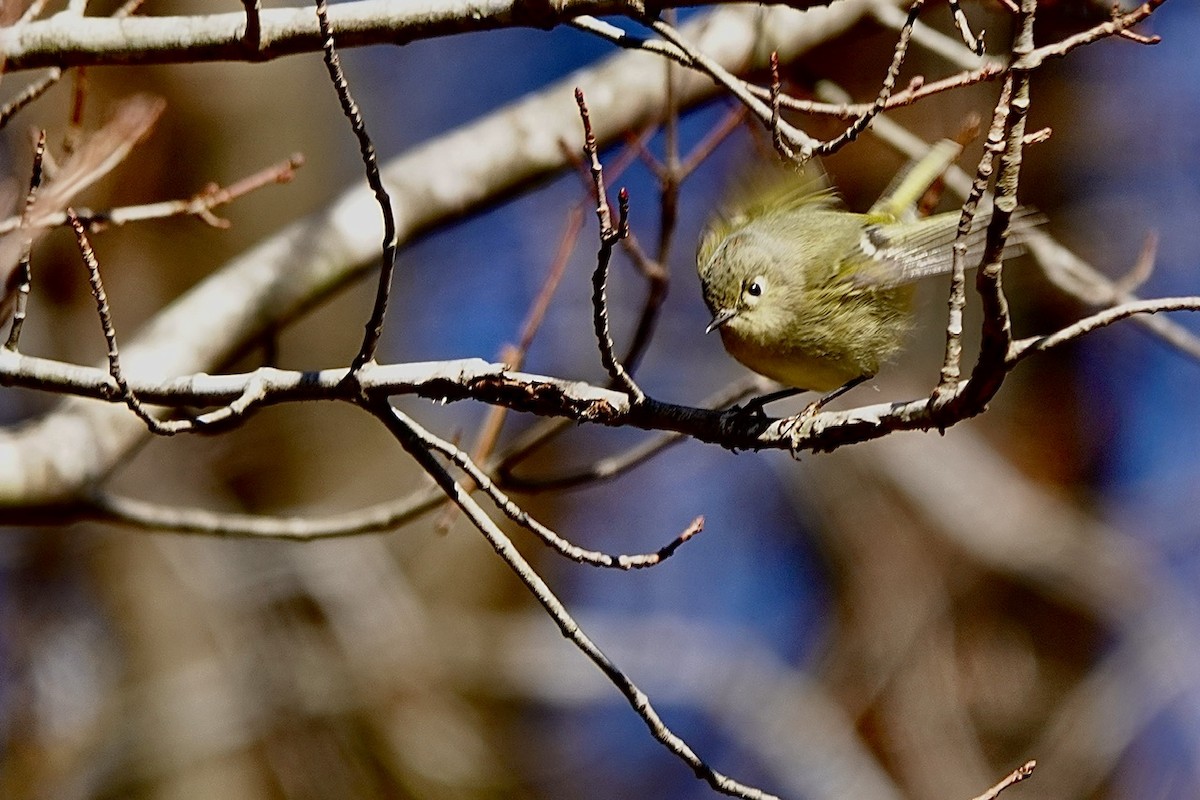 Золотомушка рубіновочуба - ML647864083