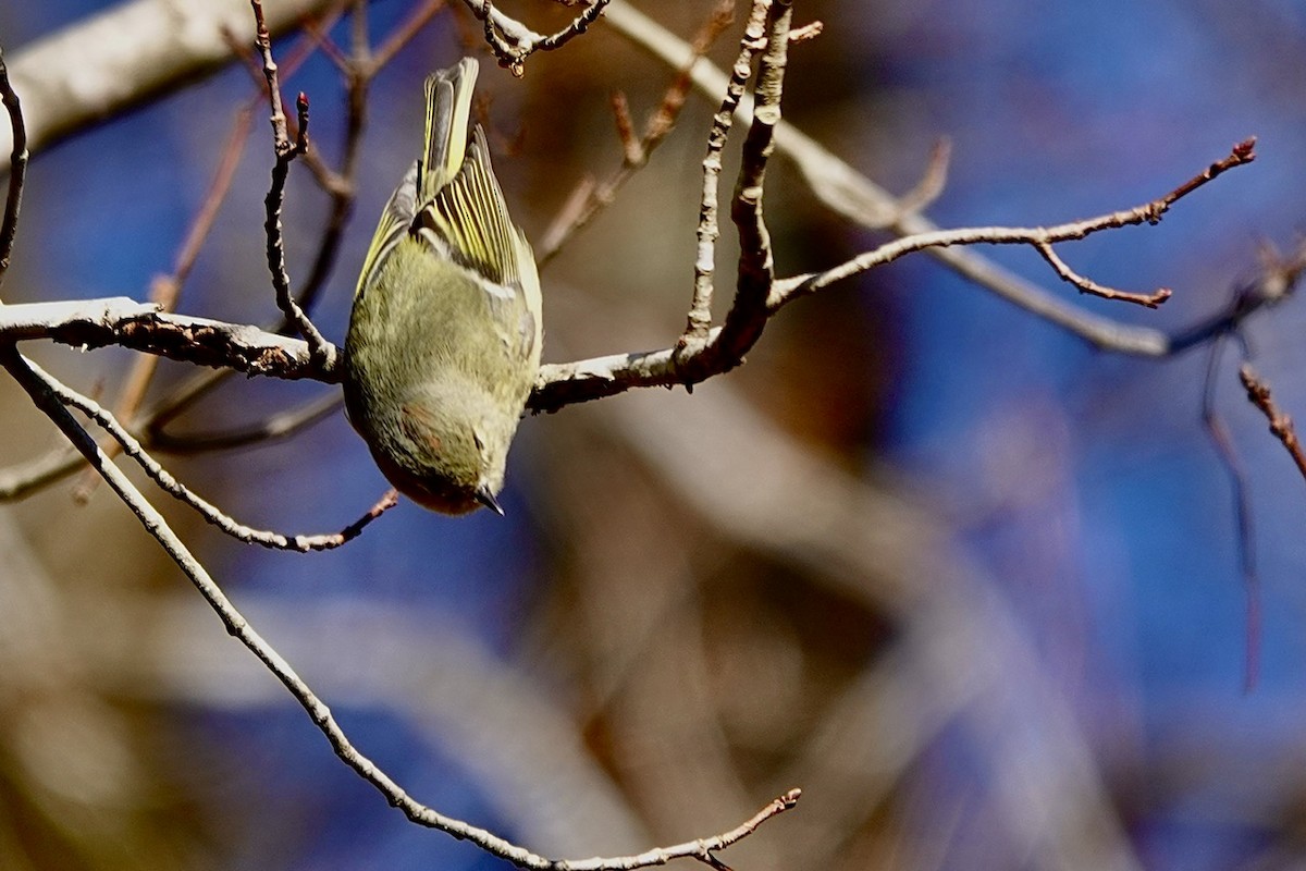 Золотомушка рубіновочуба - ML647864084