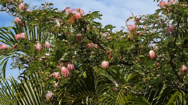 Green-throated Carib - ML647864095