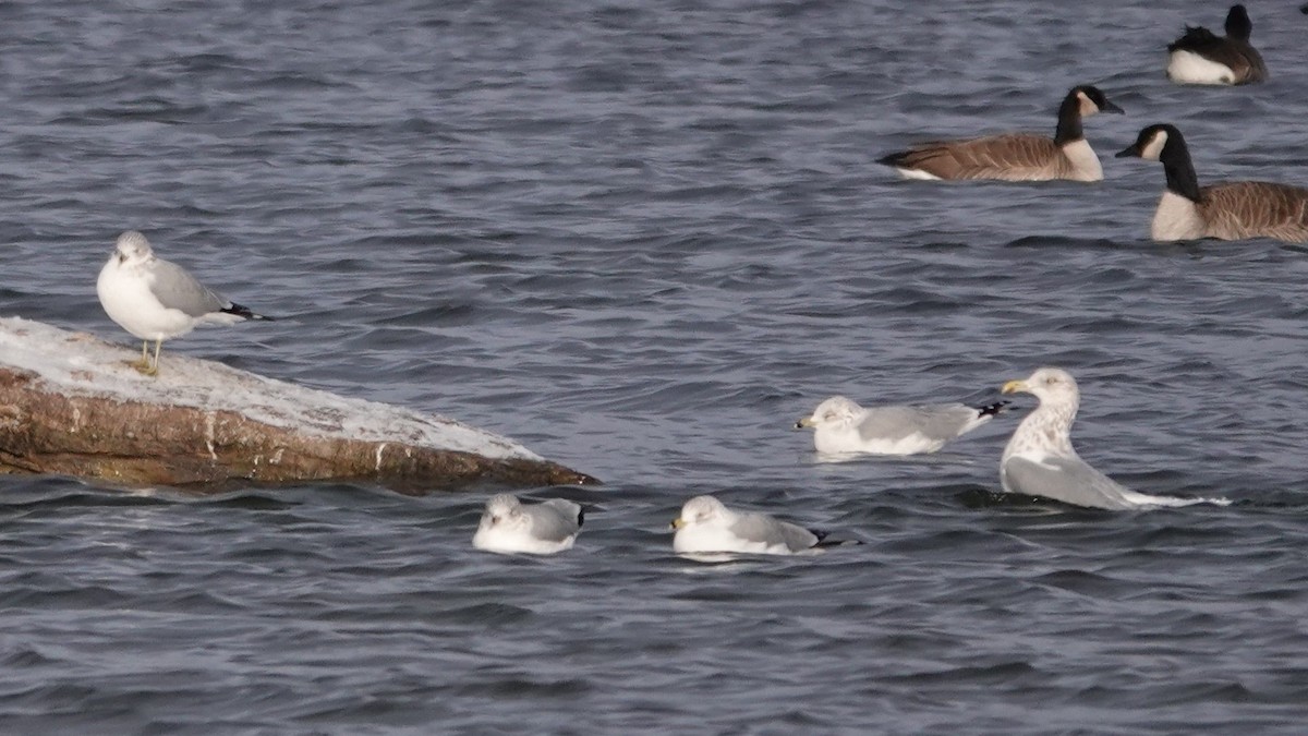American Herring Gull - ML647864101