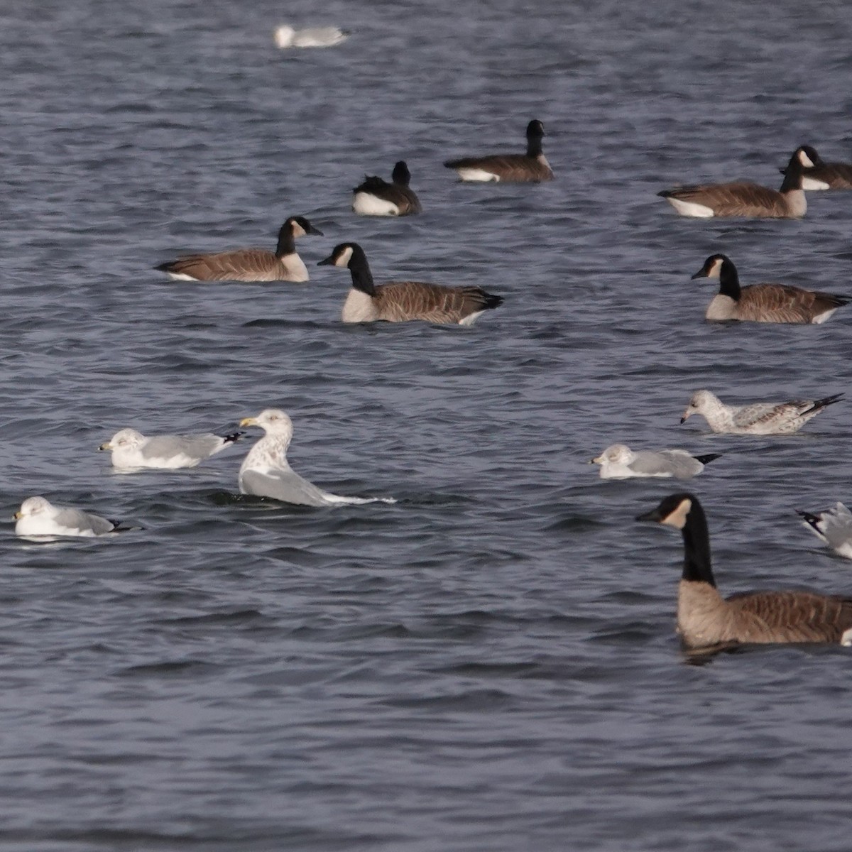 American Herring Gull - ML647864102