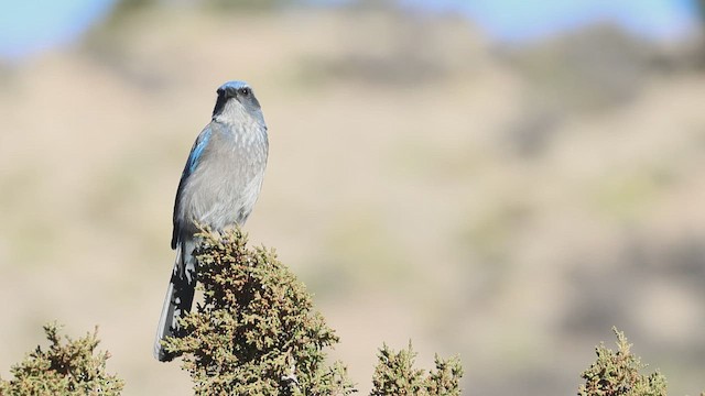 Woodhouse's Scrub-Jay - ML647864105
