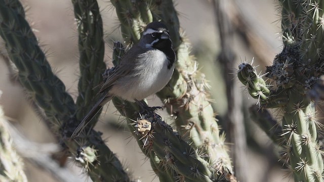 Black-throated Sparrow - ML647864112