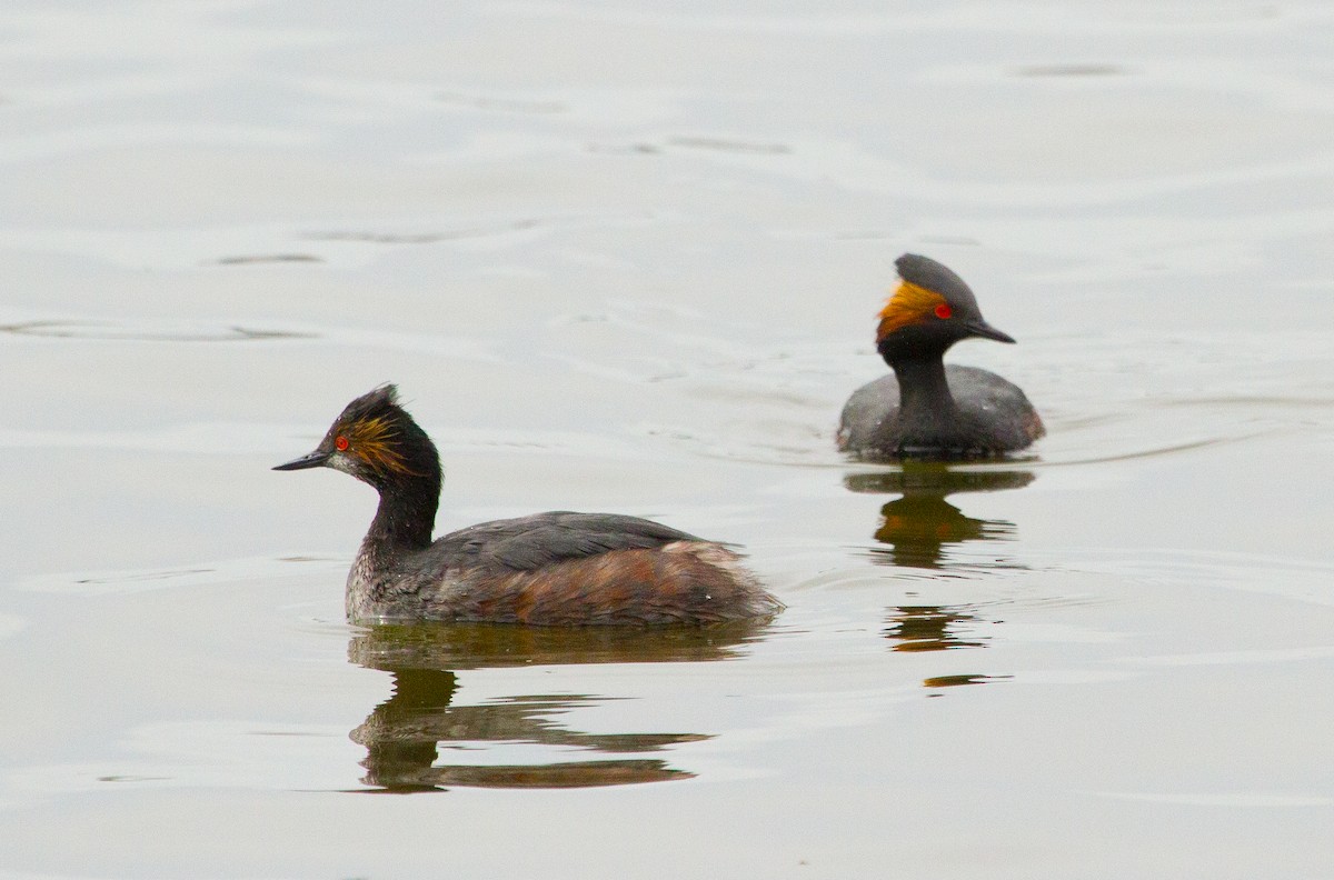 Eared Grebe - ML647864132