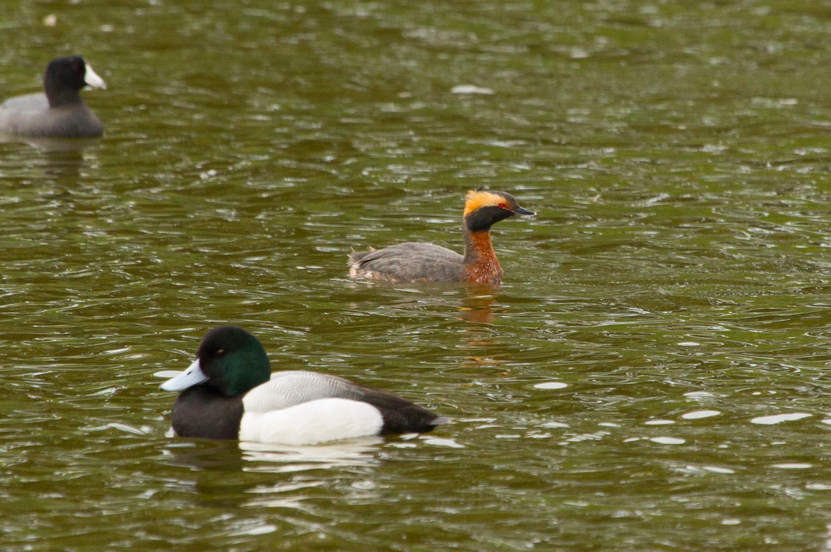 Zampullín Cuellirrojo - ML647864133