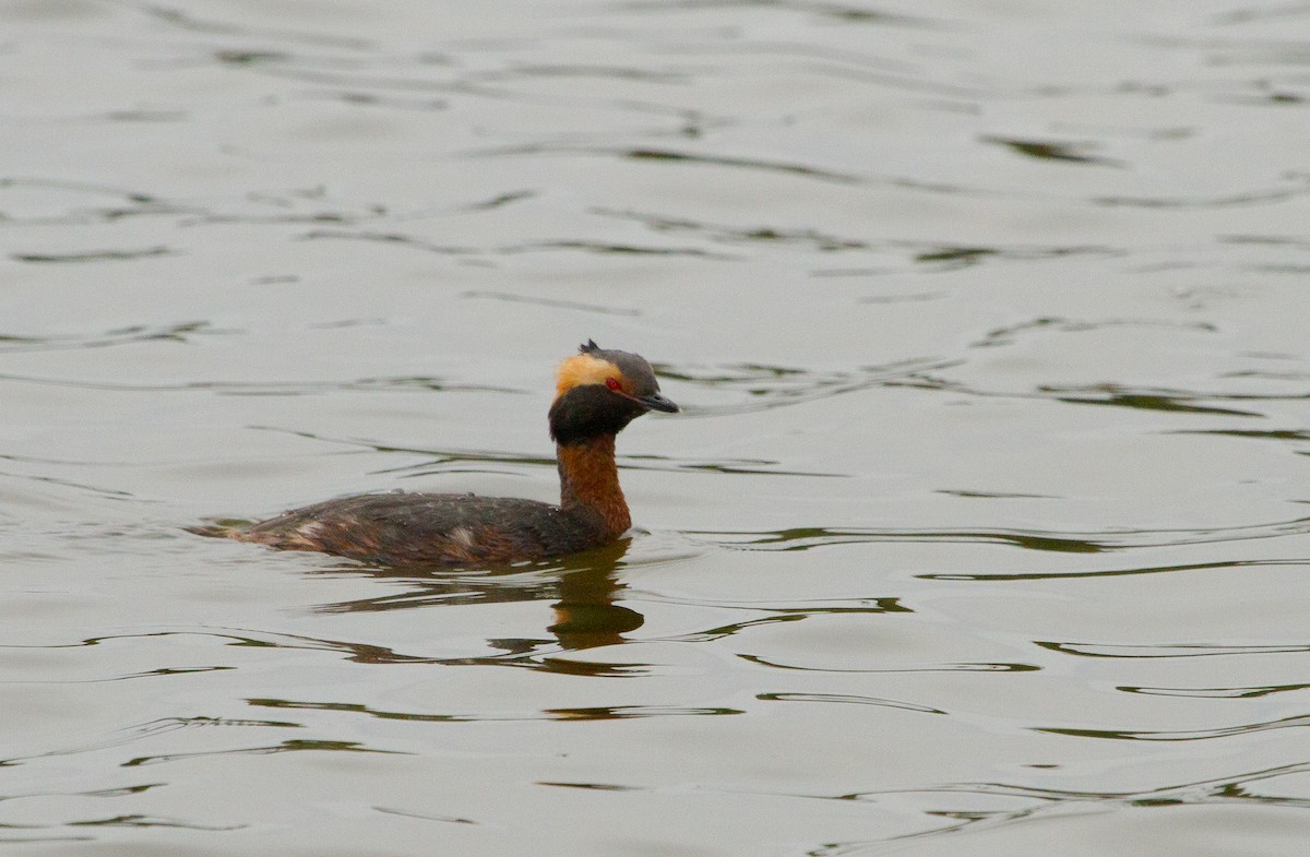 Zampullín Cuellirrojo - ML647864134