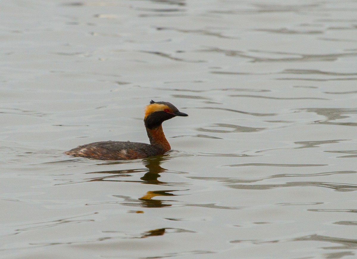 Zampullín Cuellirrojo - ML647864135