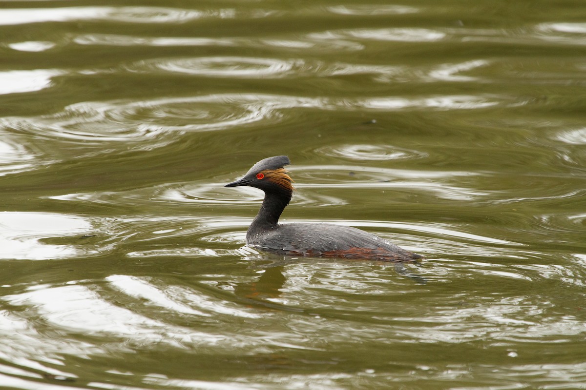 Eared Grebe - ML647864136