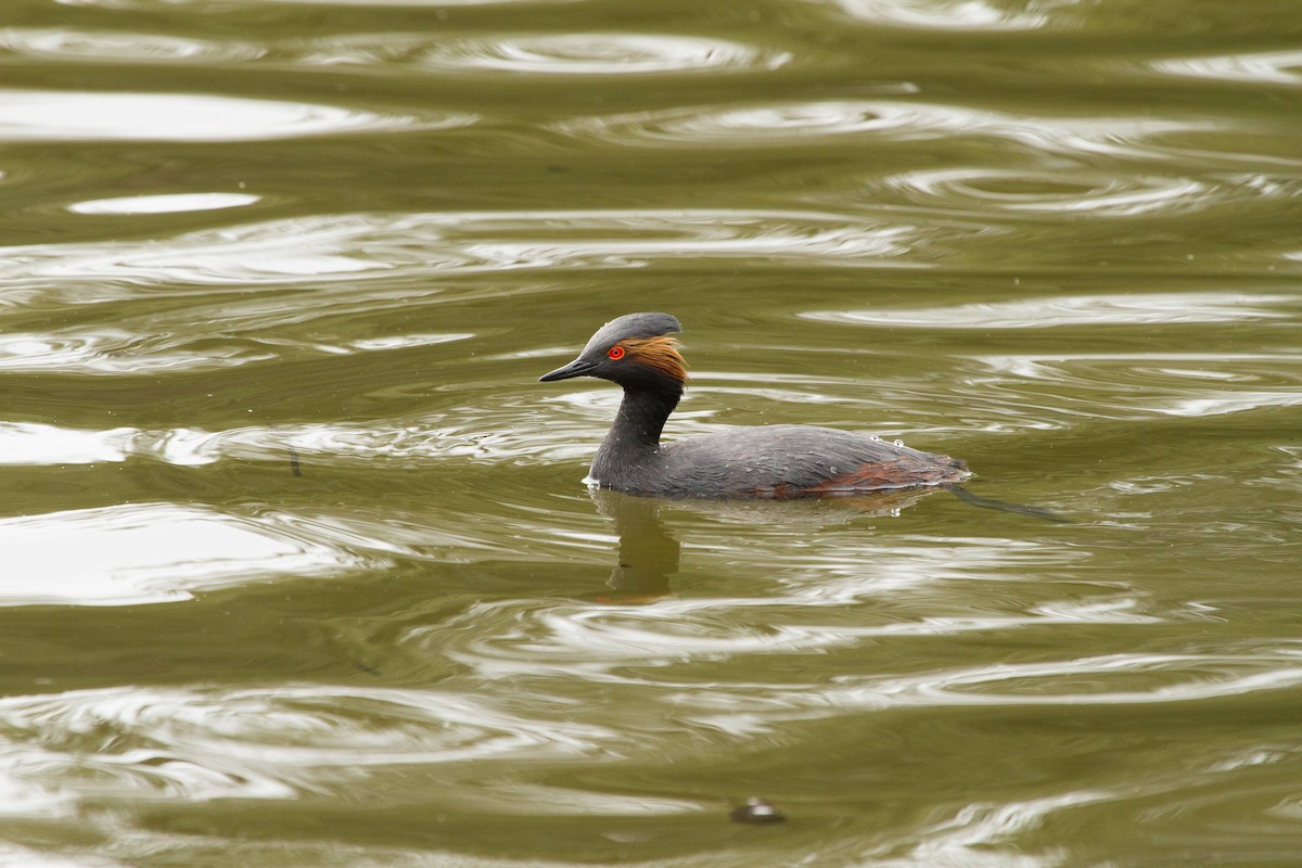 Eared Grebe - ML647864137