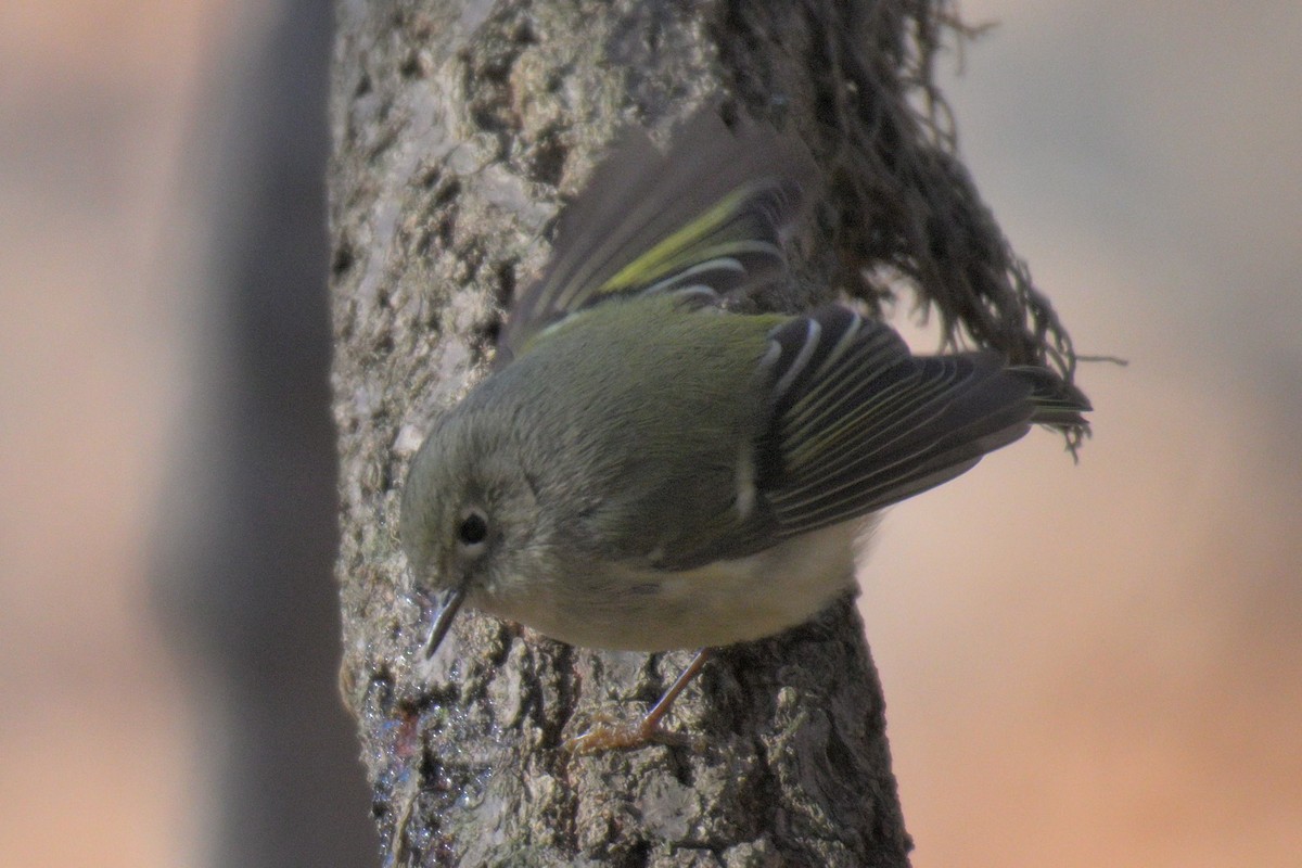 Золотомушка рубіновочуба - ML647864142