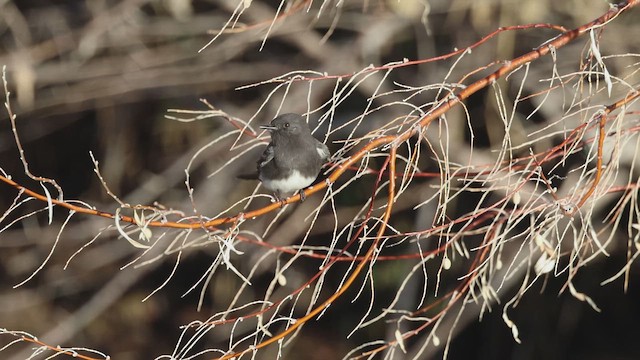 Black Phoebe - ML647864156