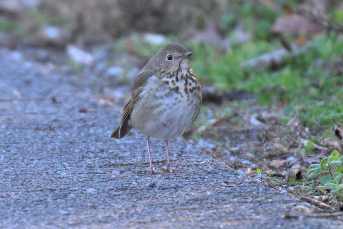 Einsiedler-Musendrossel - ML647864178