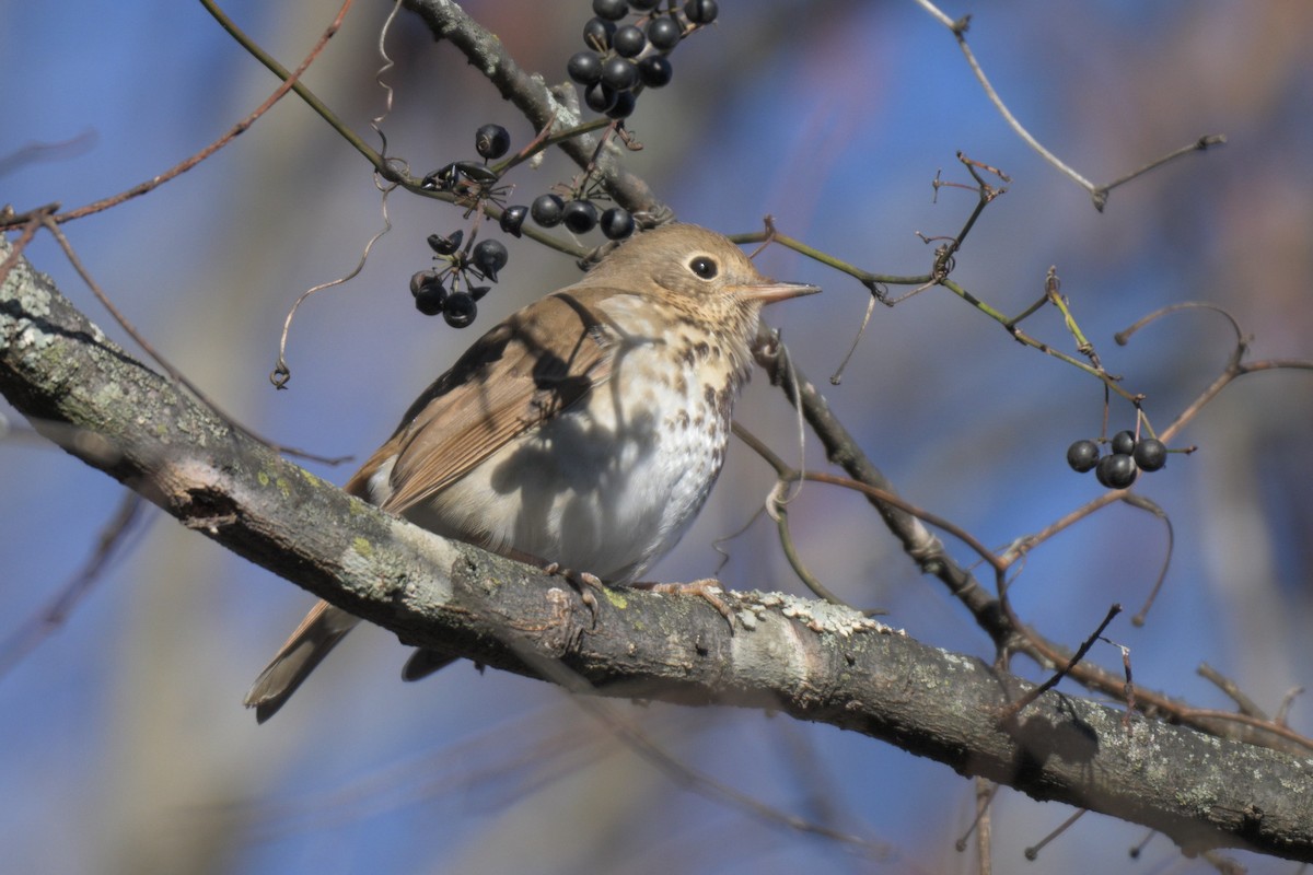 Einsiedler-Musendrossel - ML647864181