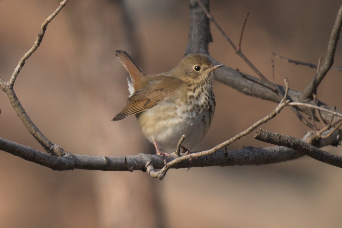 Einsiedler-Musendrossel - ML647864182