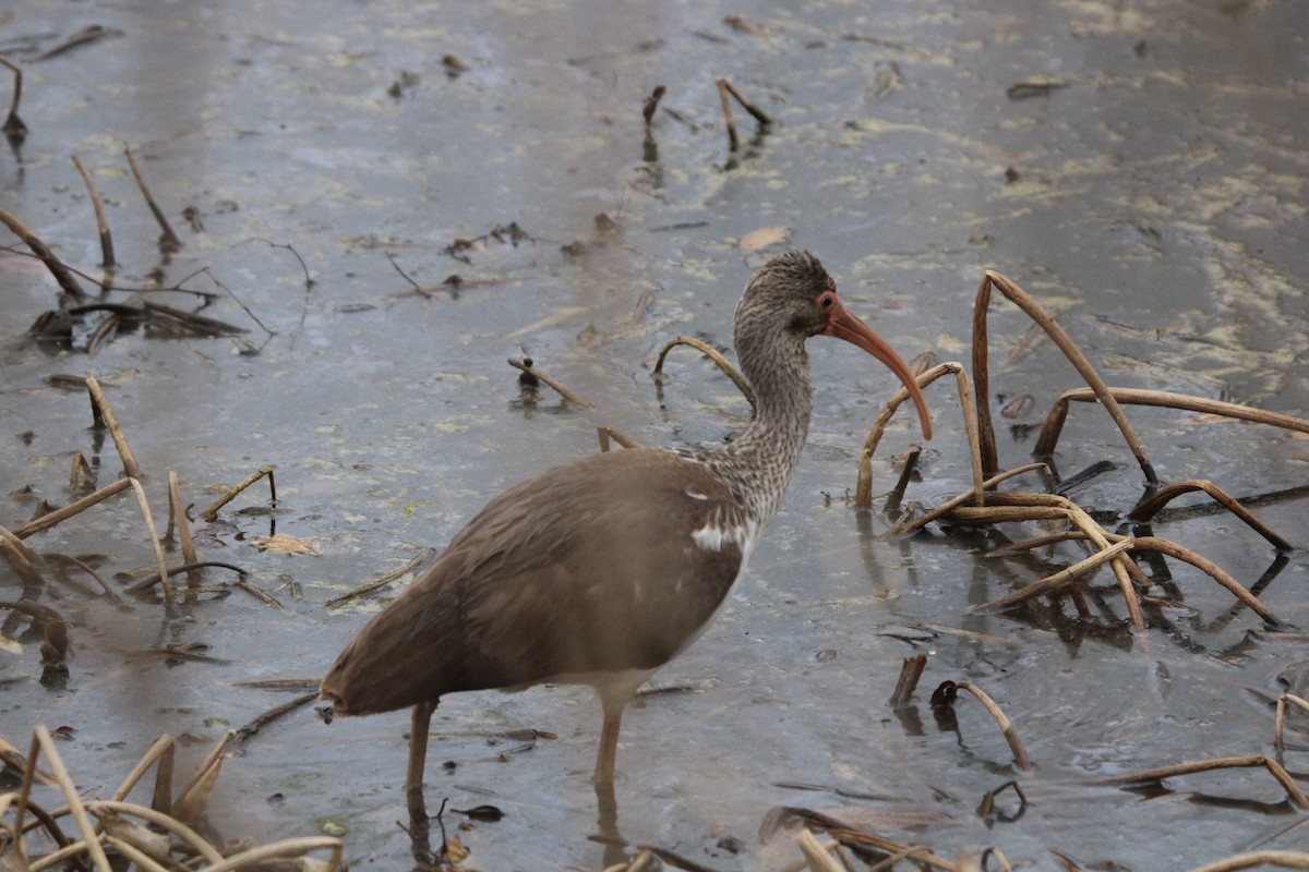 White Ibis - ML647864200