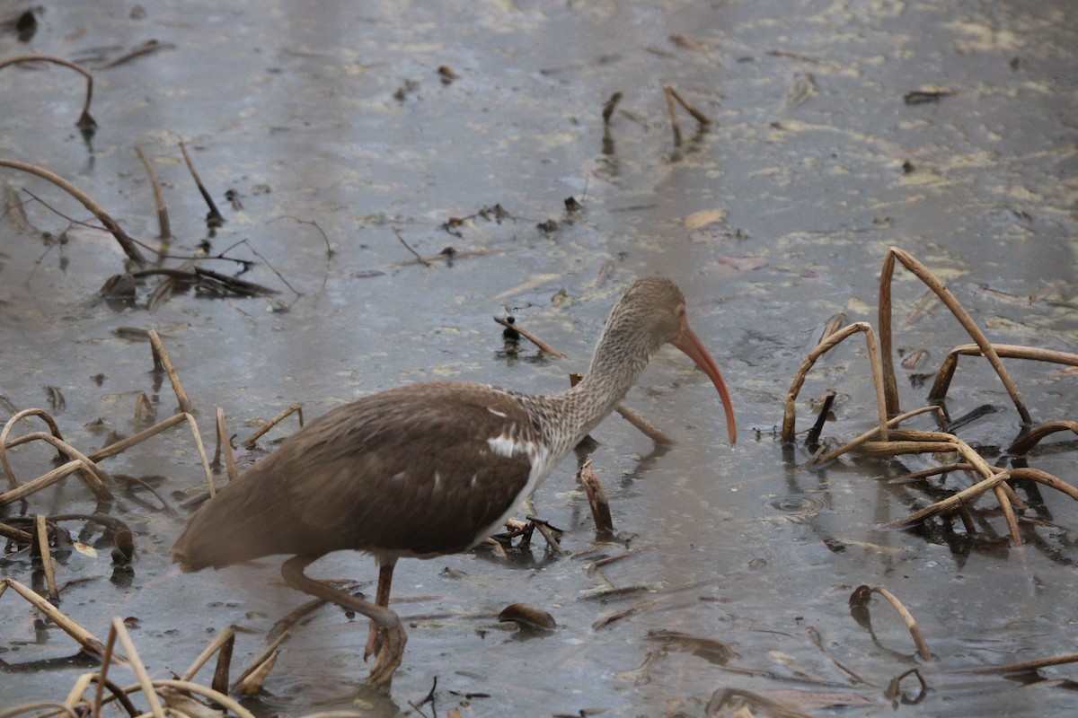 White Ibis - ML647864201