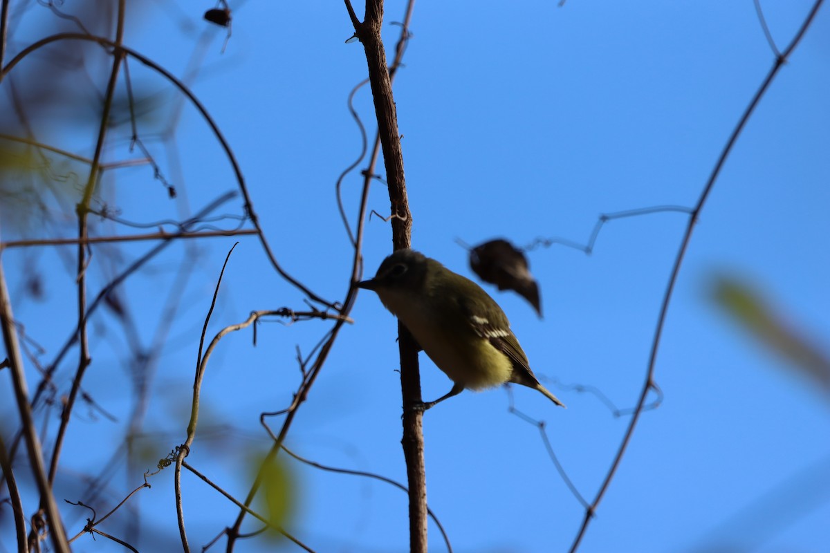 eremittvireo - ML647864208