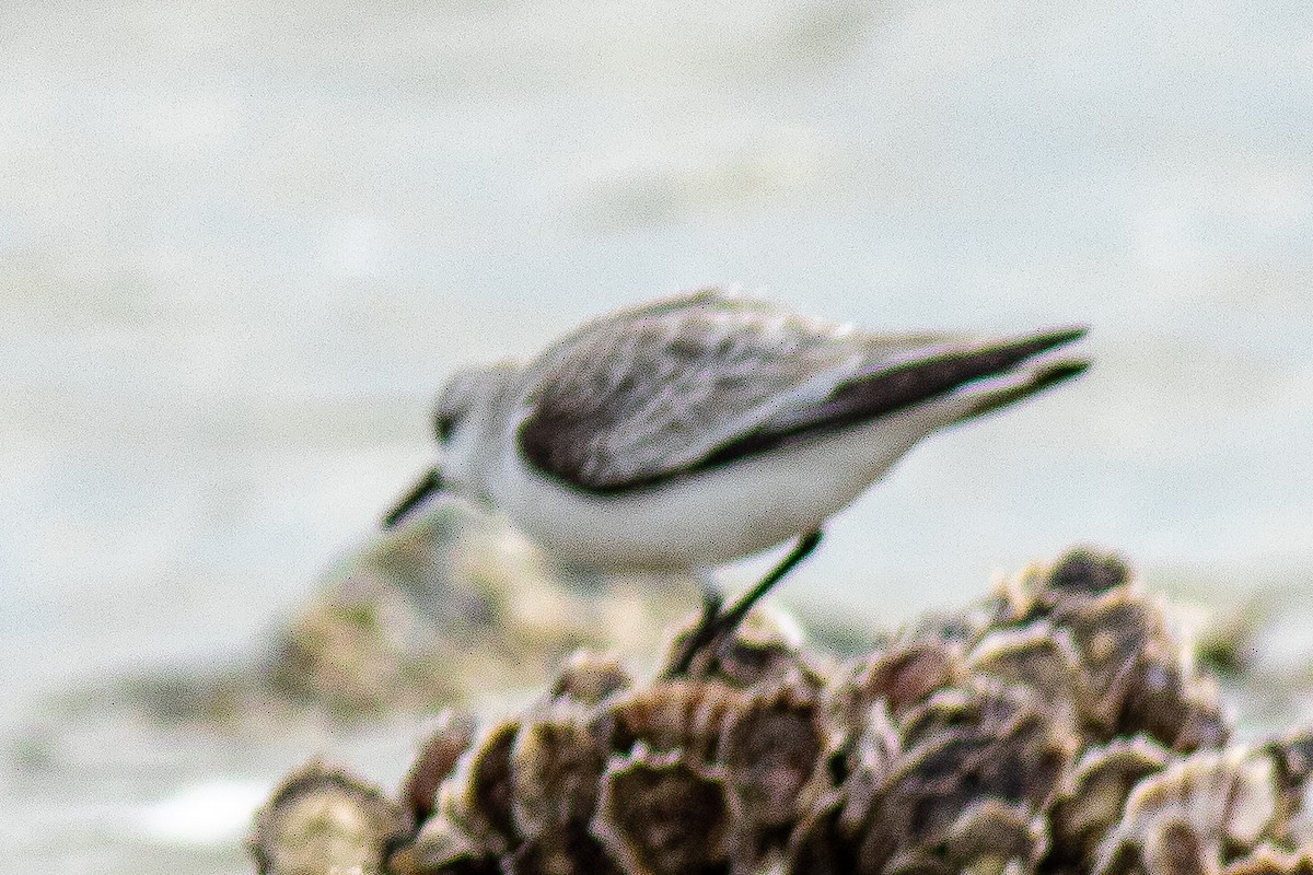 Песчанка - ML647864212