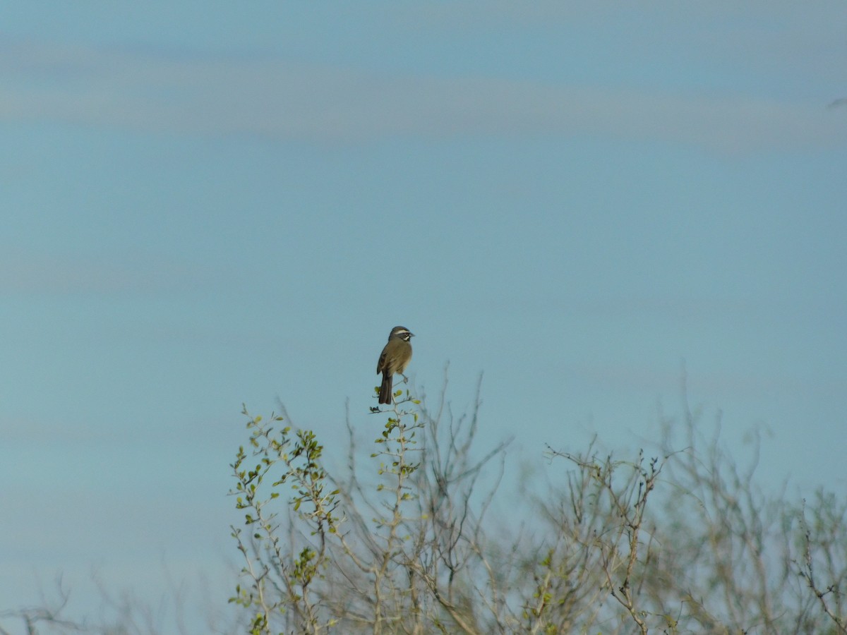 svartstrupespurv - ML647864255