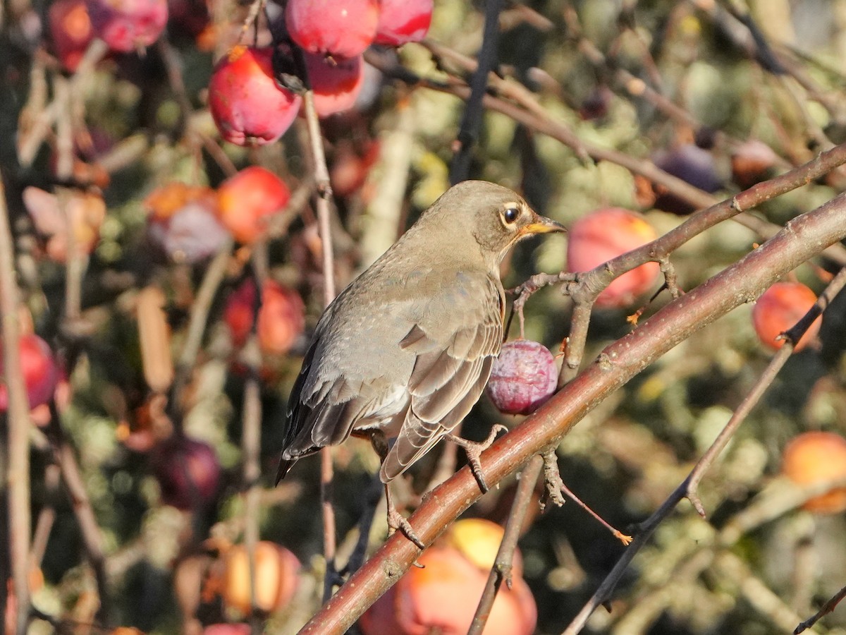 American Robin - ML647864261