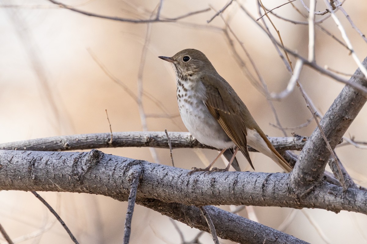 Einsiedler-Musendrossel - ML647864299