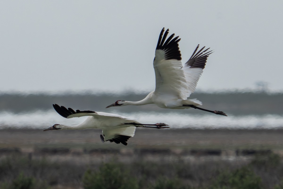 trompettrane - ML647864335