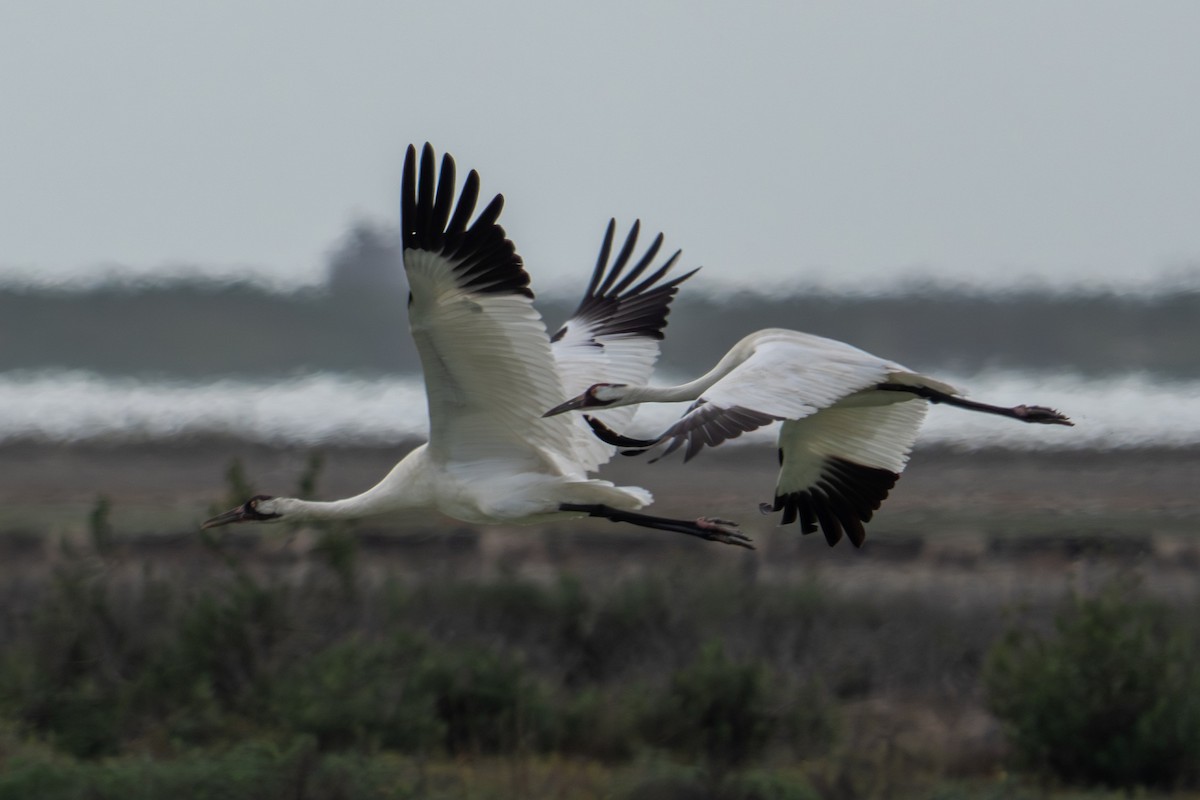 trompettrane - ML647864337