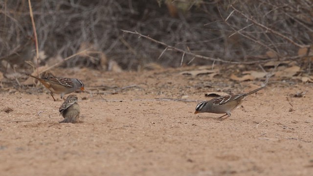 White-crowned Sparrow - ML647864372
