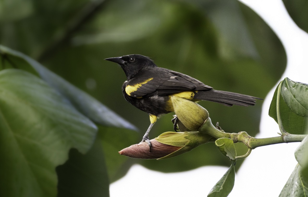 Porto Riko Turpiyali - ML647864378