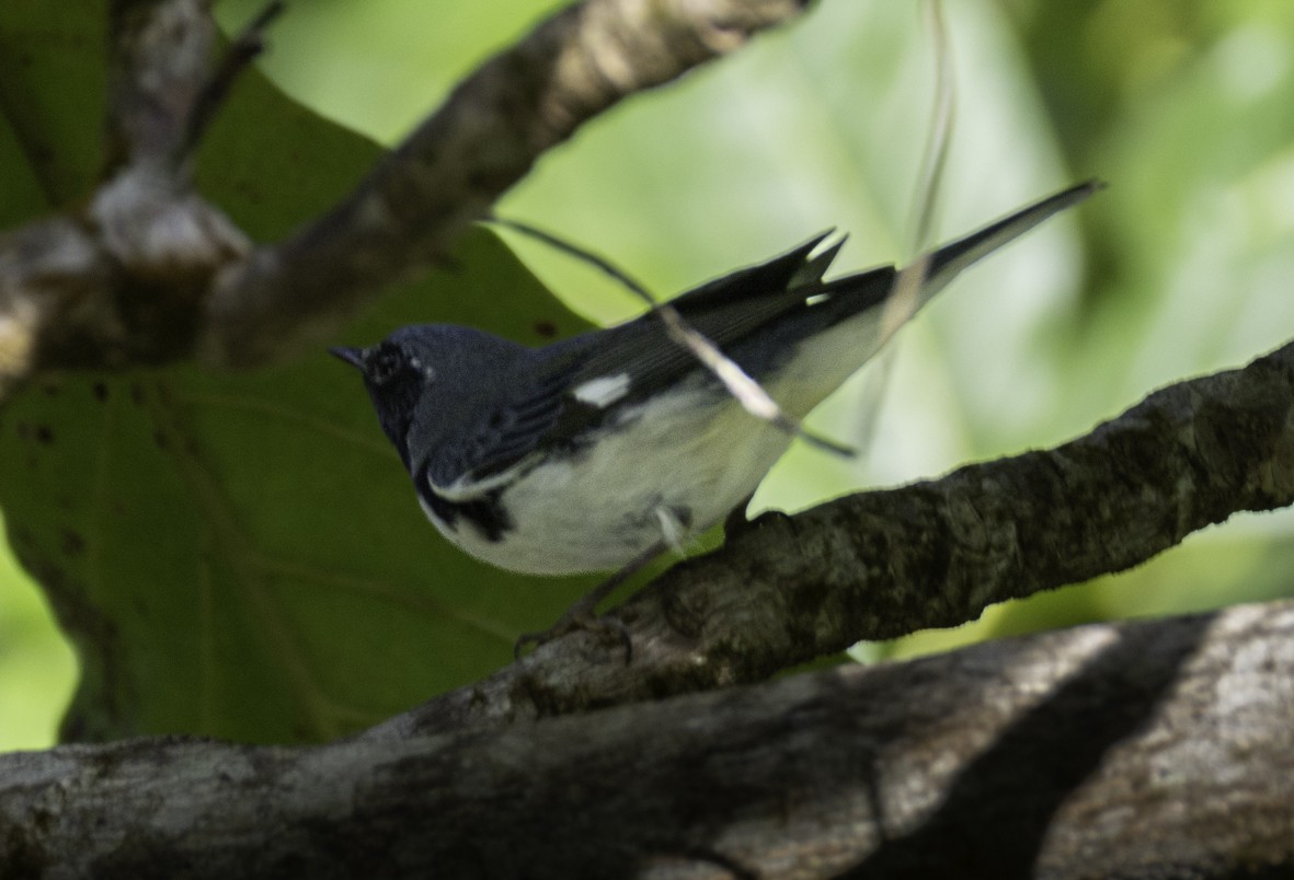 Black-throated Blue Warbler - ML647864384
