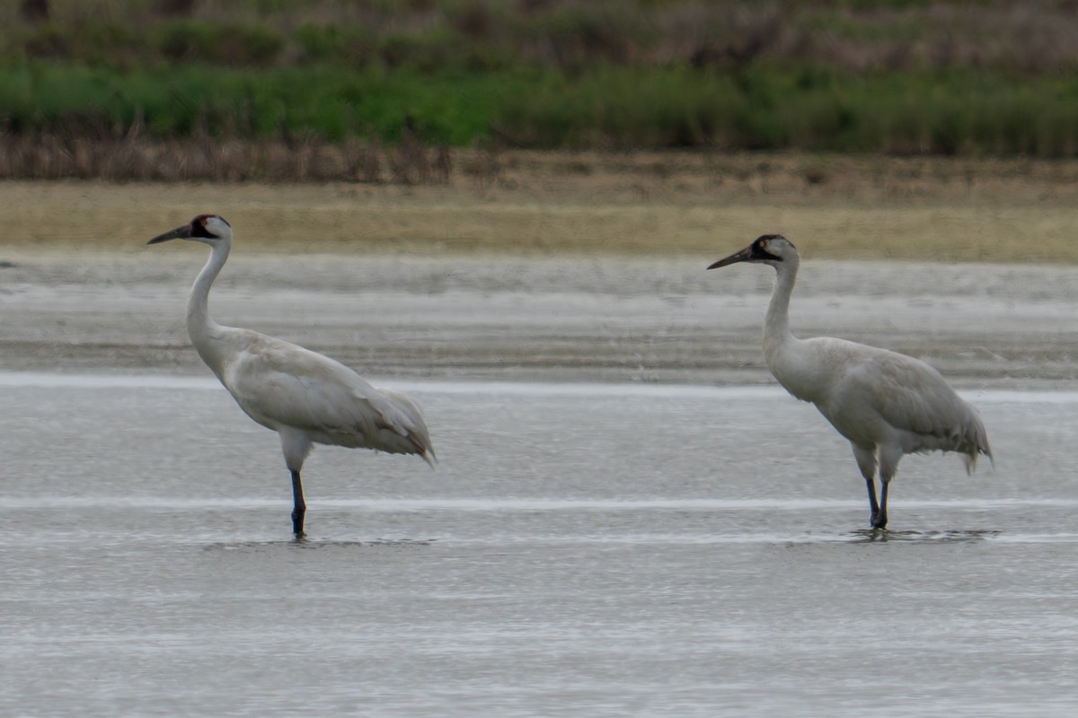 trompettrane - ML647864412