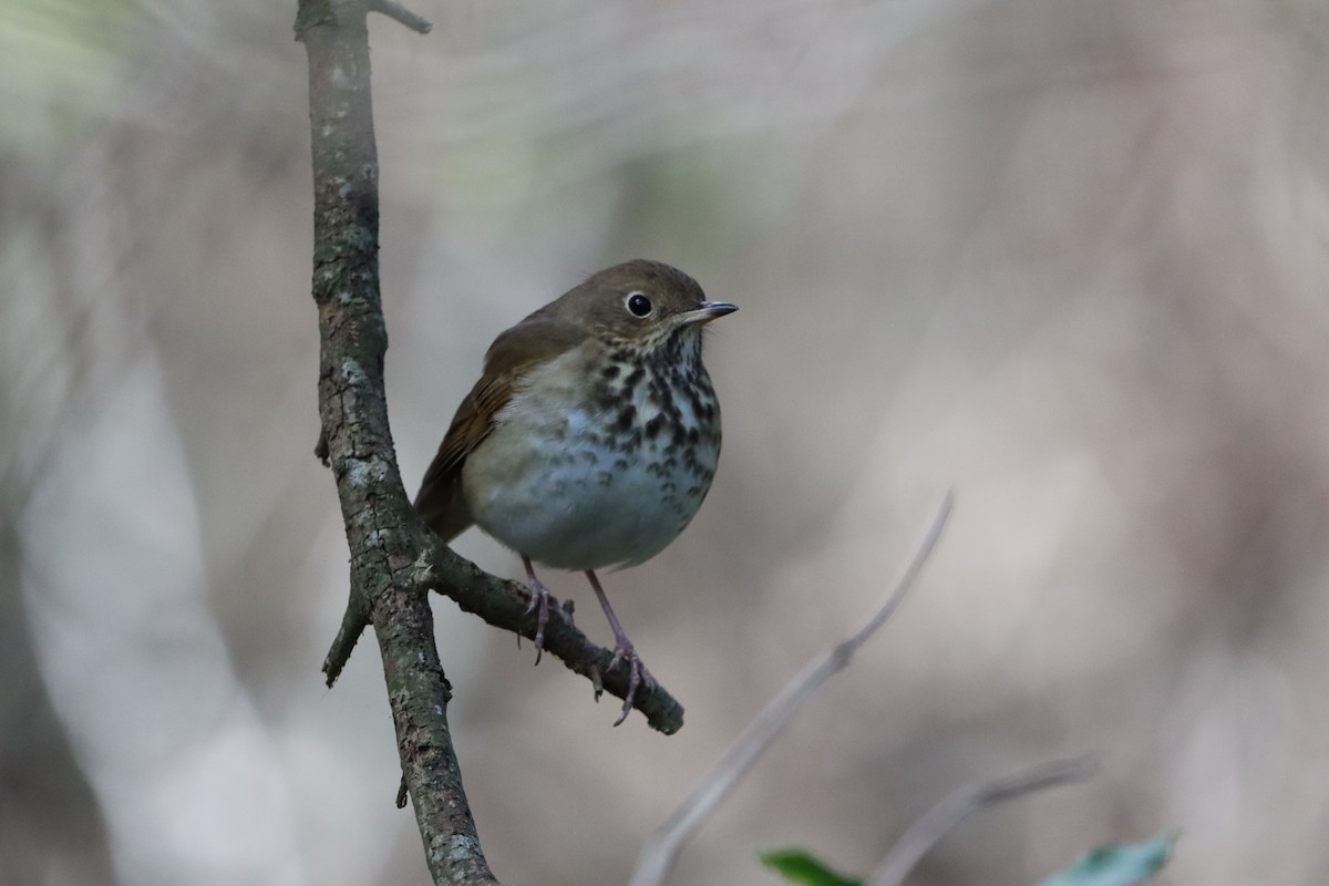 Einsiedler-Musendrossel - ML647864414