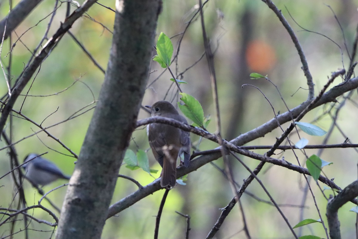 Einsiedler-Musendrossel - ML647864415