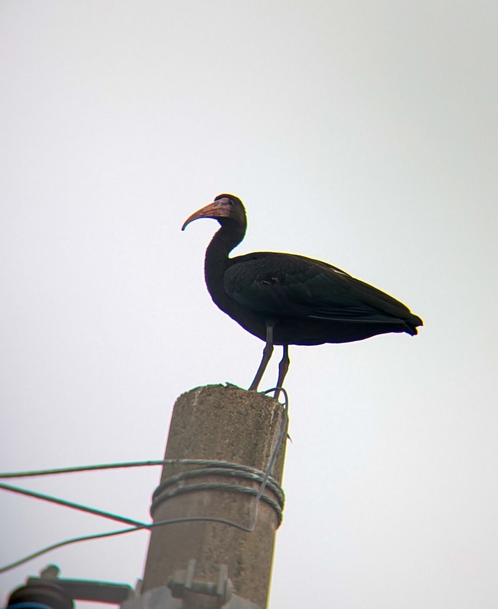 Ibis Afeitado - ML647864474