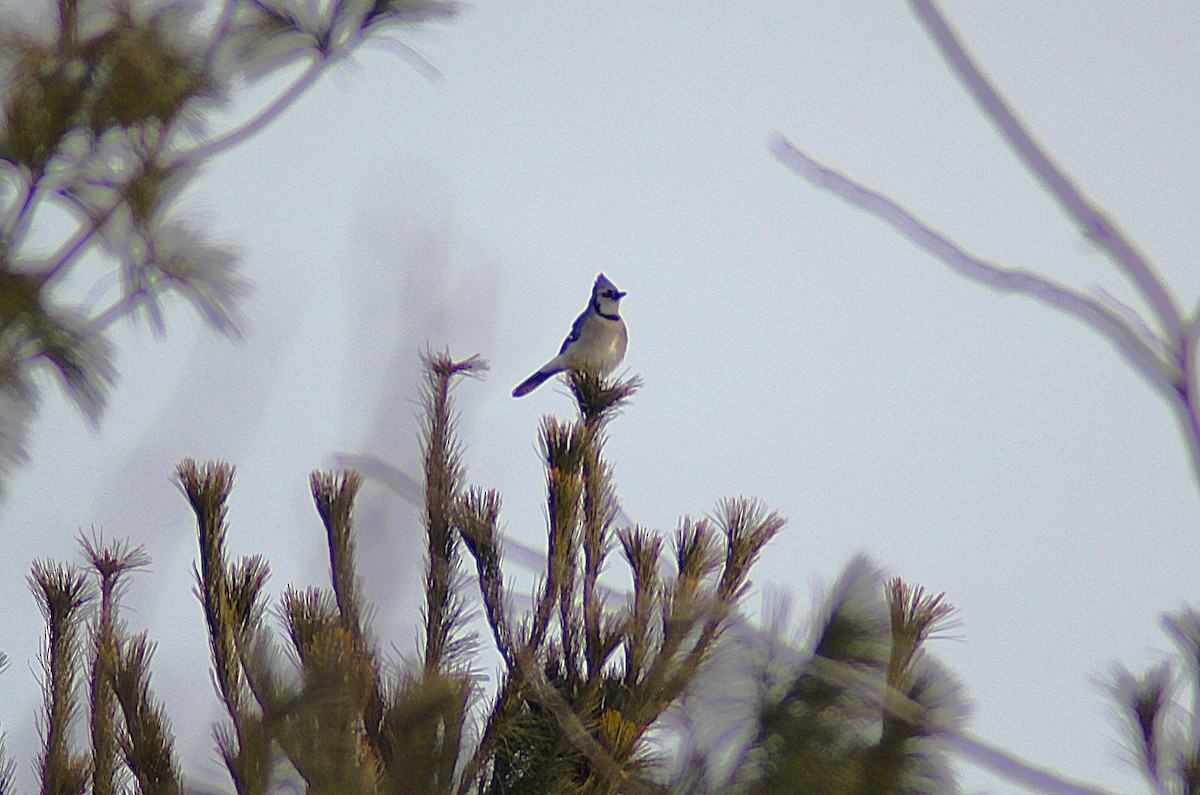 Blue Jay - ML647864477