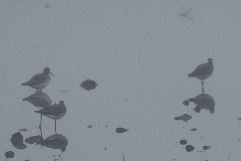 Greater Yellowlegs - ML647864491