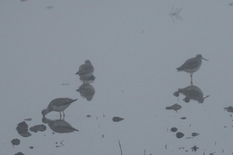 Greater Yellowlegs - ML647864492