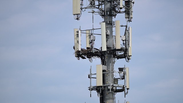 Bald Eagle - ML647864555