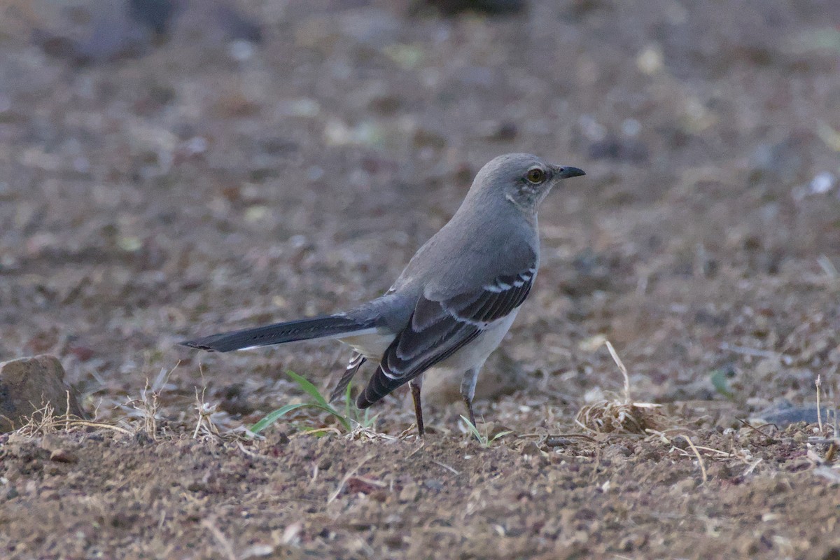 Northern Mockingbird - ML647864594