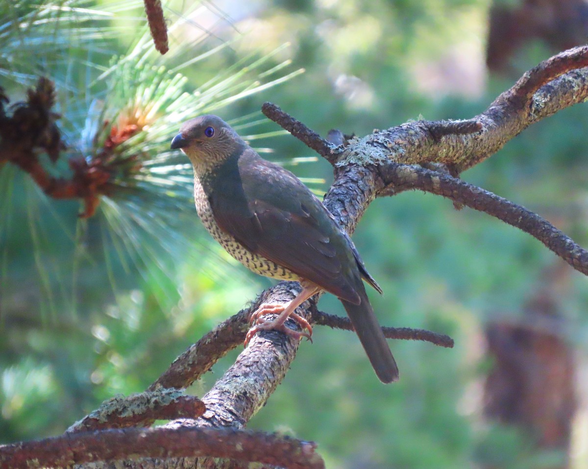 Атласный шалашник - ML647864626