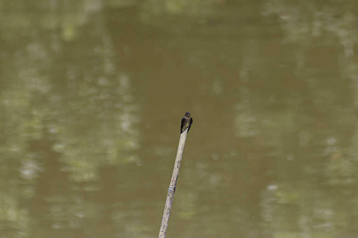 Пампасная ласточка - ML647864628