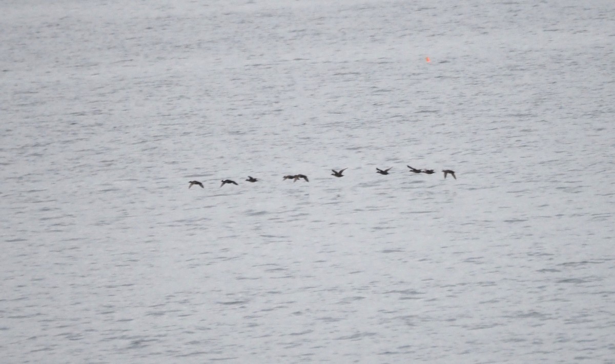 Пестроносый турпан - ML647864629