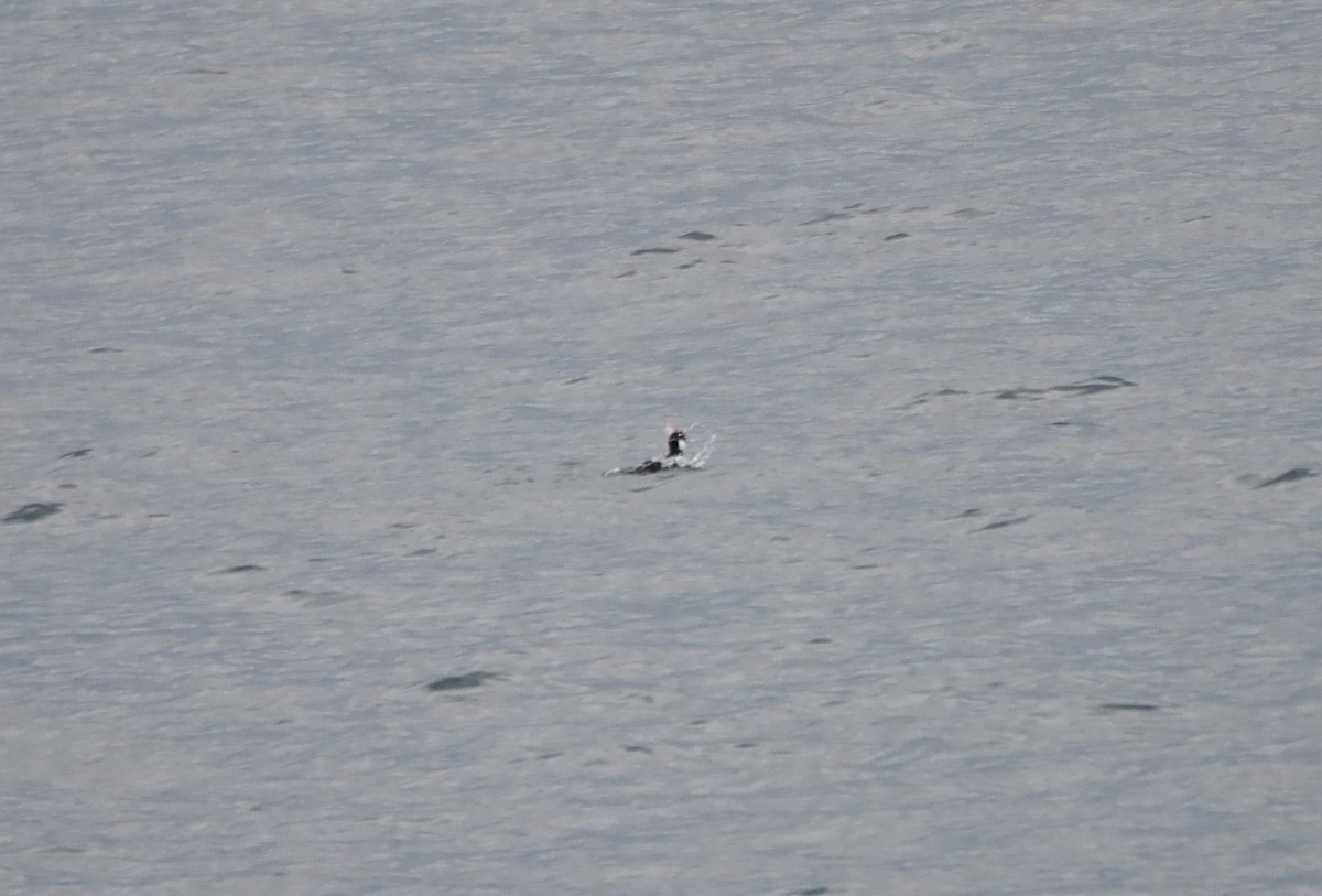 Пестроносый турпан - ML647864630