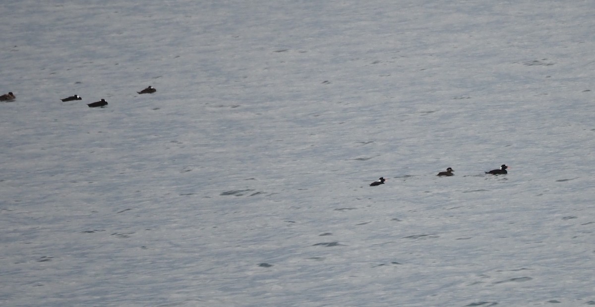 Пестроносый турпан - ML647864631