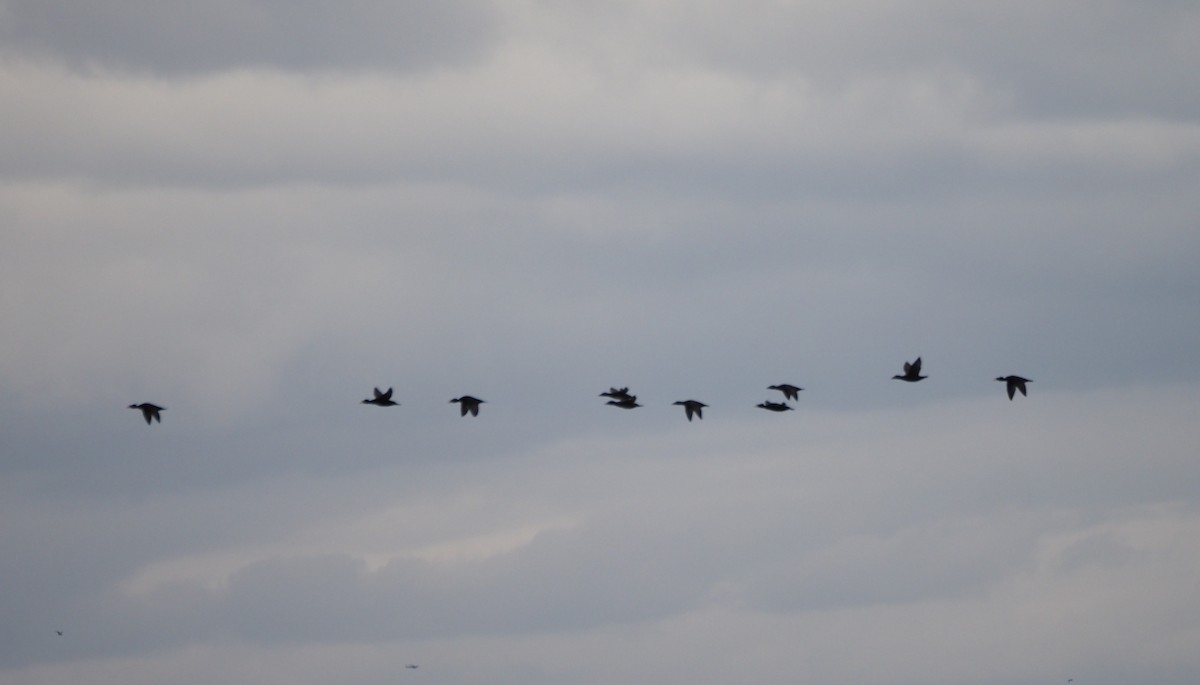 Пестроносый турпан - ML647864632