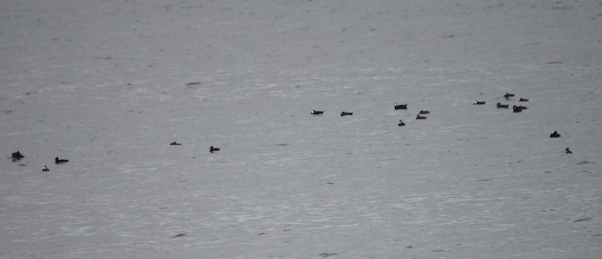 Пестроносый турпан - ML647864633