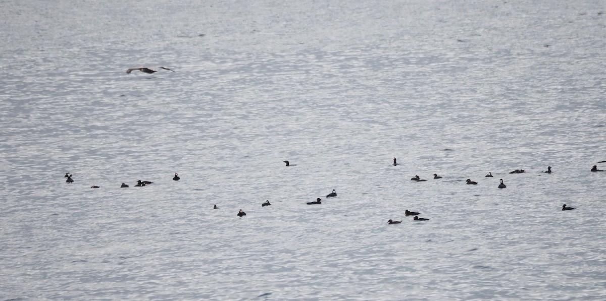 Пестроносый турпан - ML647864634