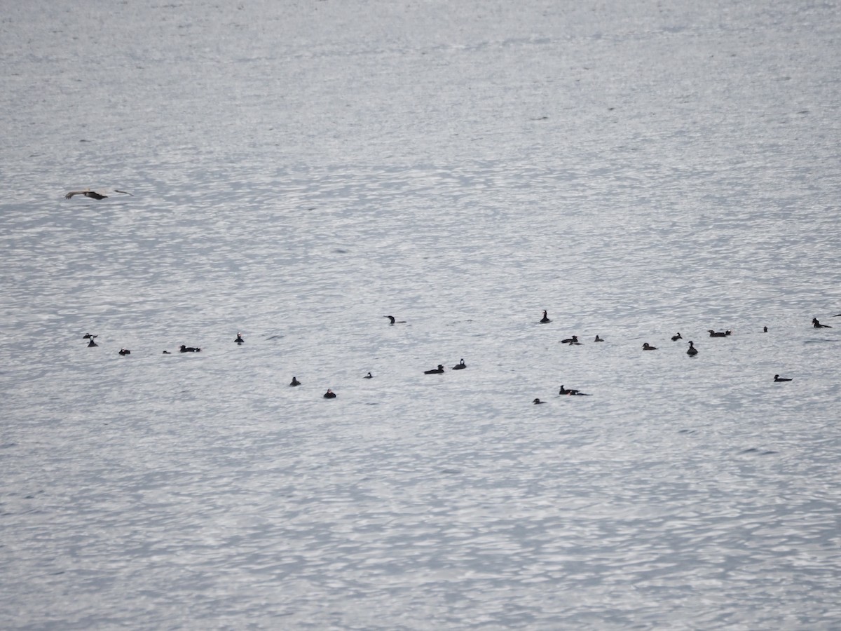 Пестроносый турпан - ML647864635