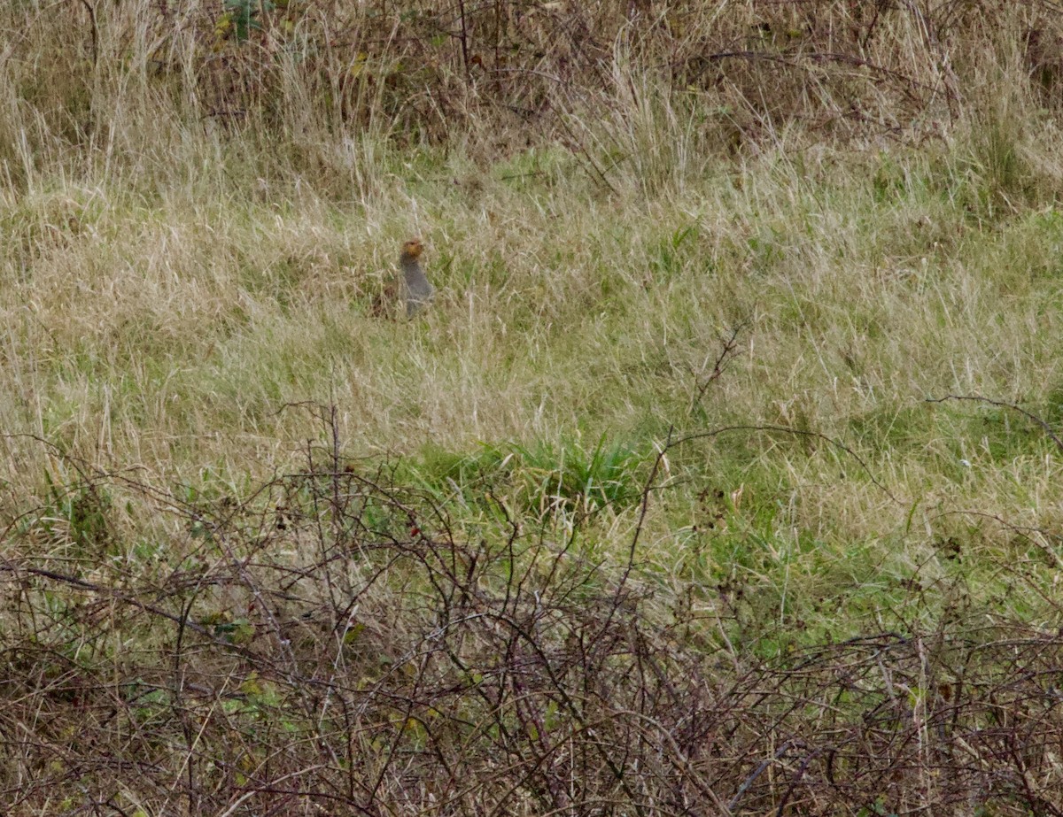 Серая куропатка - ML647864636